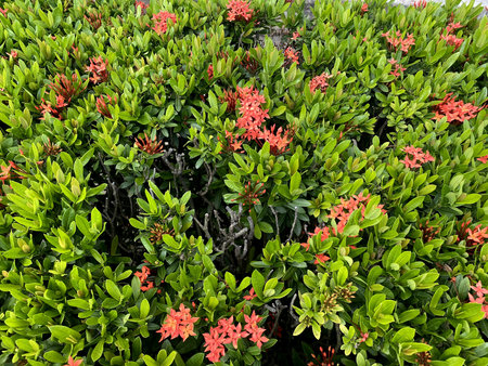 ixora tree in nature garden