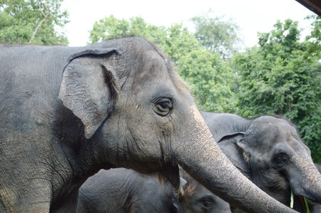 close up elephant in nature gardenの写真素材
