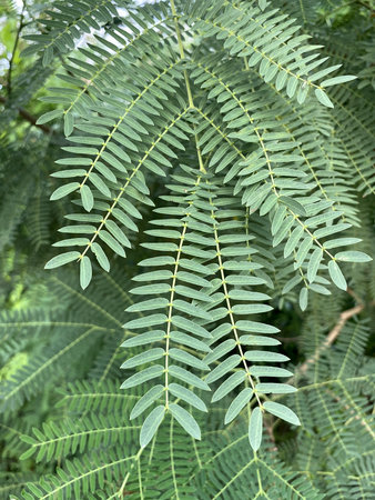 acacia leaf in nature garden