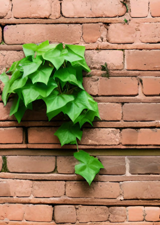 green ivy with leaves on the white brick wallの写真素材