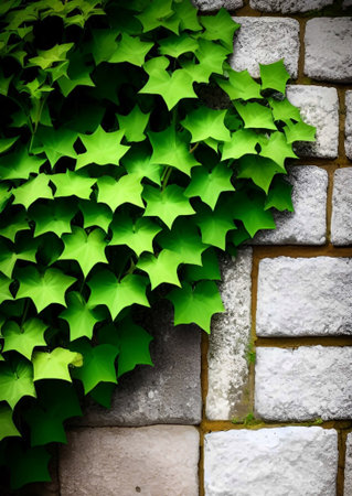 green ivy leaves on the wallの素材