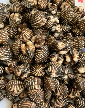 fresh cockle seafood market in the storeの写真素材