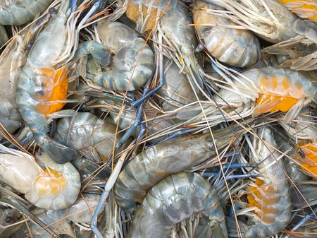 fresh shrimp on a marketの写真素材