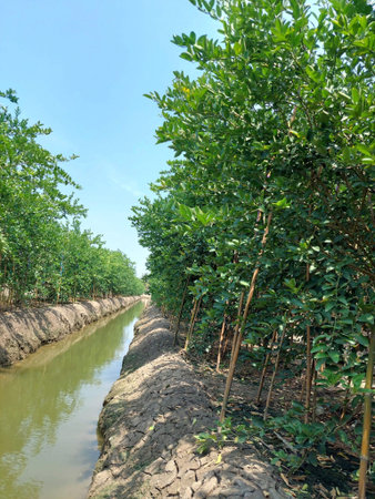 beautiful view of the canal in the farm gardenの写真素材