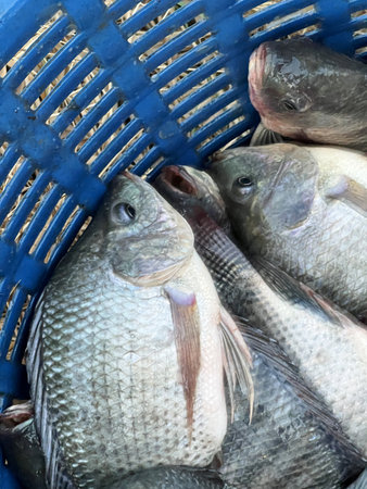 fresh tilapia fish on the market