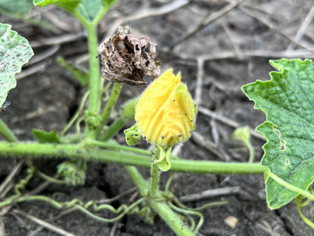 Benincasa hispida flower in nature gardenの写真素材