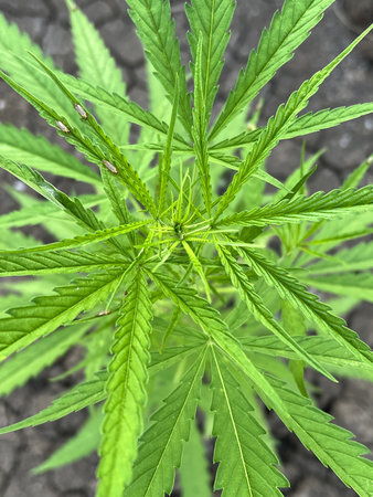cannabis plant growing in the gardenの写真素材