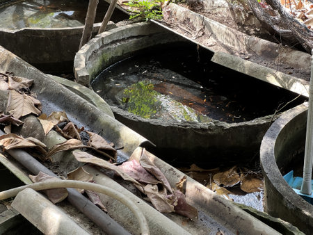 betta fish farm in country Thailandの写真素材