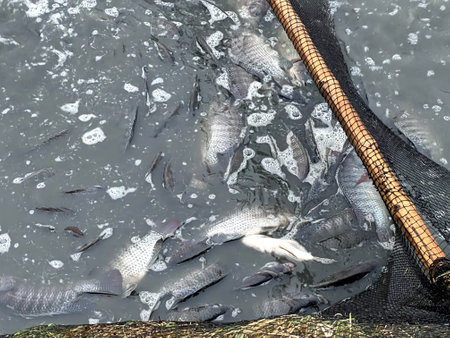 tilapia fish in the pond