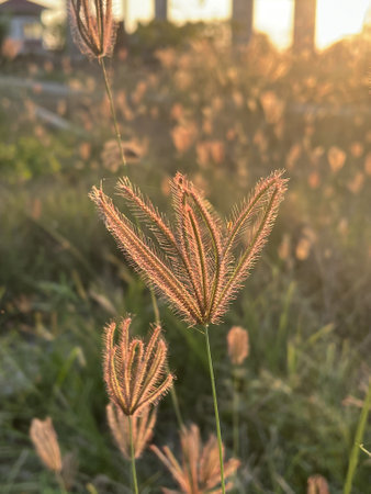 Swollen finger grass flower in nature garden
