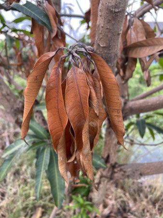 close up of a mango tree with a dry leafの写真素材