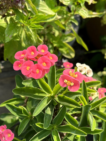 beautiful Euphorbia milii flowers in the garden