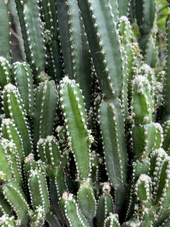 green cactus in the garden
