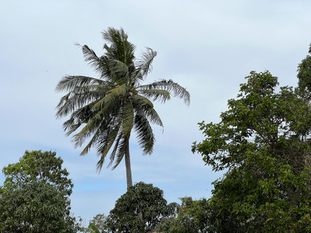palm tree with blue cloudy sky backgroundの写真素材