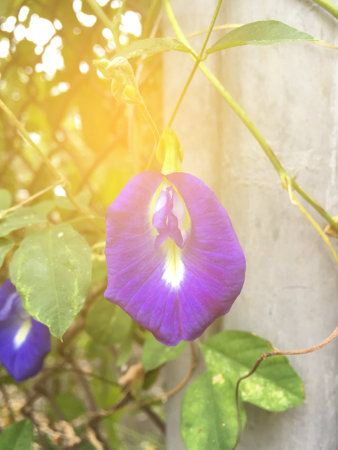 butterfly pea flower in nature gardenの写真素材