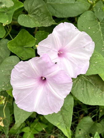 beautiful morning glory flowers in the garden