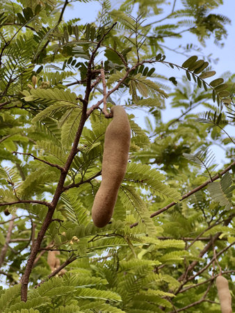 fresh green tamarind with green leaves on the treeの写真素材