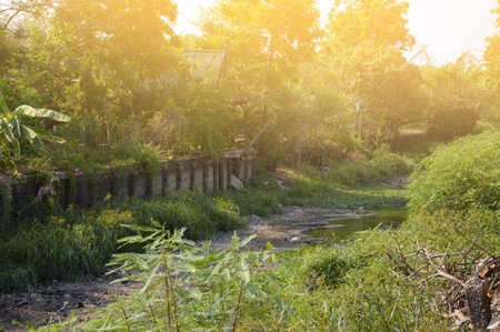 a beautiful shot of the trees of the forestの写真素材