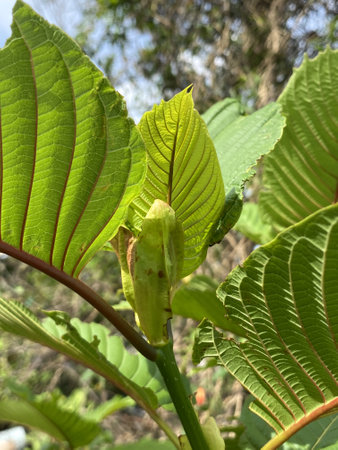 green leaves of a Kratom tree
