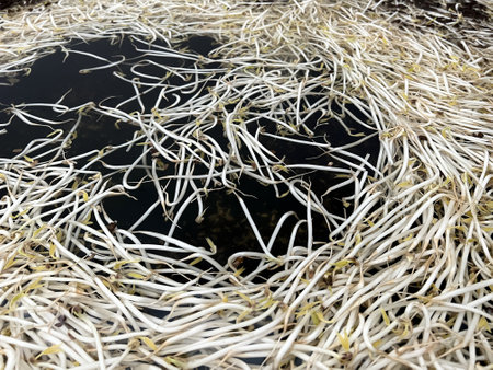 bean sprout in basket and water