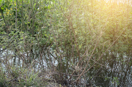 the branches of the tree in the forestの写真素材