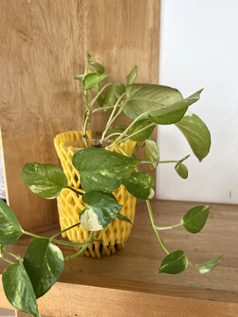 green Epipremnum aureum leaves on a wooden backgroundの写真素材