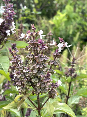 purple sweet basil flowers in the gardenの写真素材