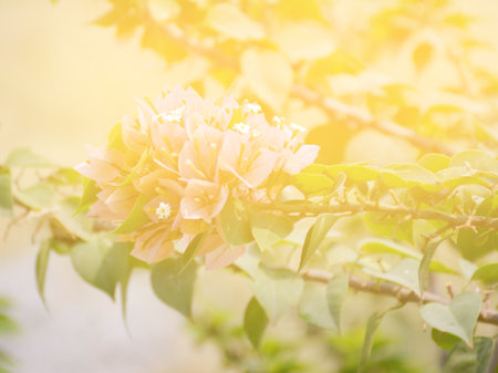 beautiful blooming bougainvillea tree in the gardenの写真素材