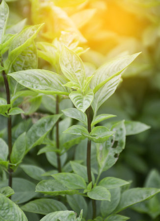 fresh green sweet basil leaves in the gardenの写真素材