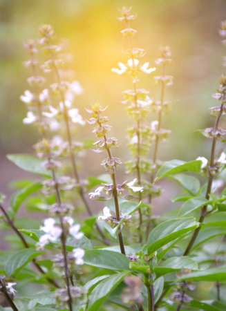the background image of the sweet basil flowersの写真素材