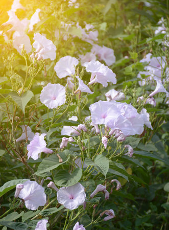 morning glory flower in nature gardenの写真素材