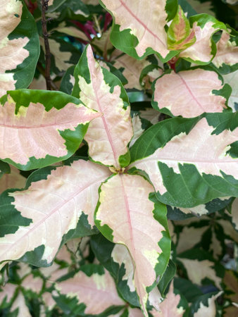 green Graptophyllum pictum leaves in the forestの写真素材