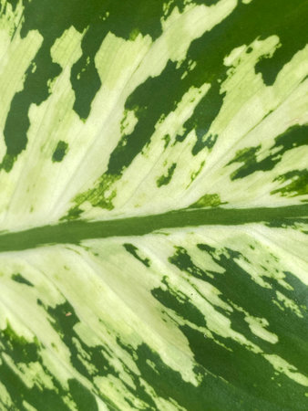 Dieffenbachia seguine leaf texture background, leaf green leaf