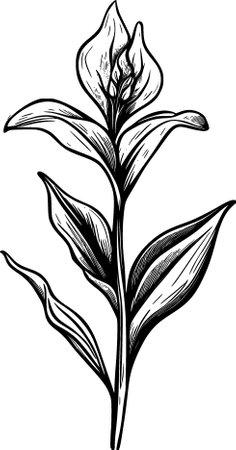 hand drawn canna lily flower cartoon on white backgroundの写真素材