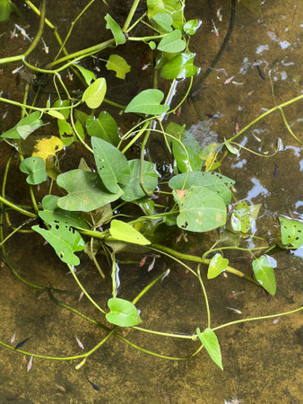 Water morning glory, also known as water spinach or kangkong, is a versatile and vibrant vegetable...
