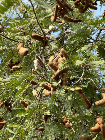 tamarind fruit in nature gardenの写真素材