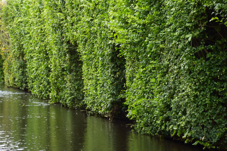 a vertical shot of a beautiful green plants in the waterの写真素材