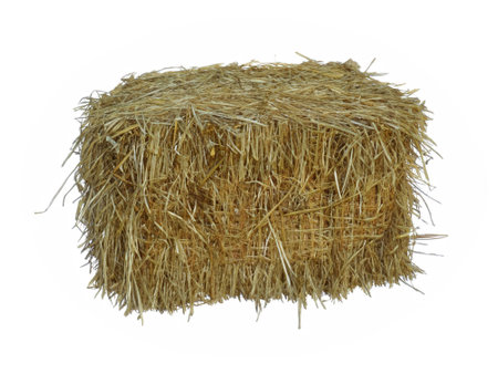 yellow dry barley straw isolated on white backgroundの素材