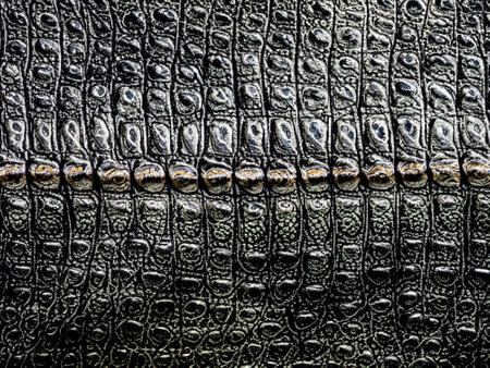 close up crocodile skin texture background.の素材