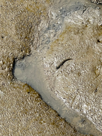 Mudskipper on muddy in country Thailandの写真素材