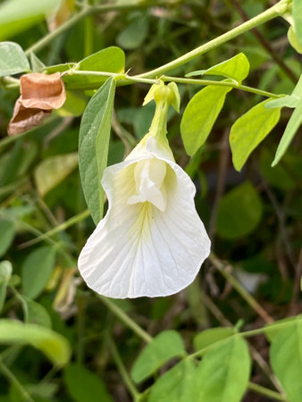 white butterfly pea flowers in thailandの写真素材