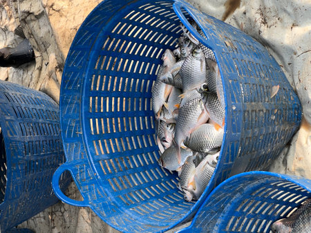 close up fish on the basketの写真素材