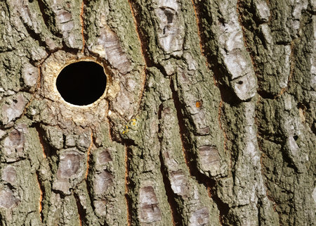 a hole on a tree in the woodsの素材