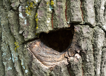 a hole on a tree in the woodsの素材