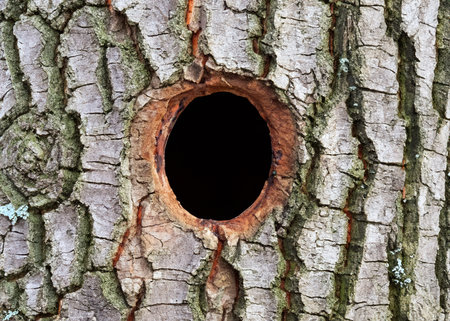 a hole on a tree in the woodsの素材