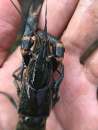 close up of a man 's hand holding a crayfish