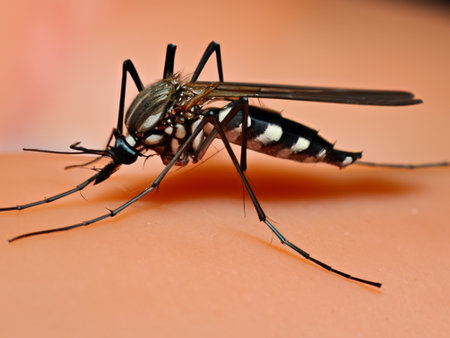 mosquito sucking blood on human skinの素材