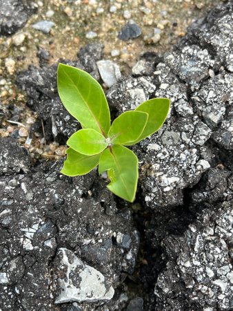 a closeup shot of green leaves on a ground
