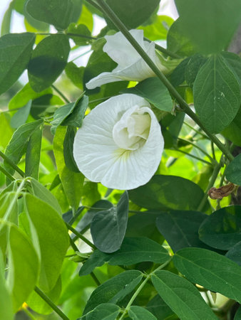 white Clitoria ternatea flowers in the garden