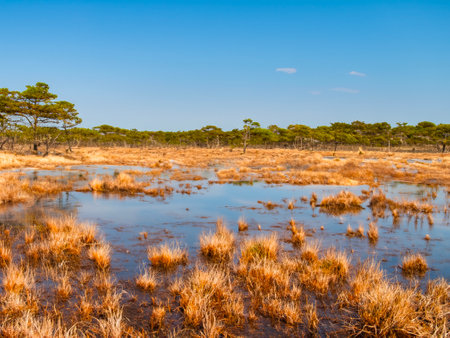 landscape in a swamp in the north of the netherlandsの素材